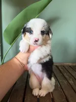 Blueberry, a female Pembroke Welsh Corgi for sale in Inverness, FL – 5 of 6