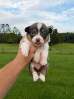 Naya, a female Pembroke Welsh Corgi for sale in Inverness, FL – 1 of 5