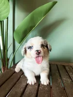 Waffle, a male Pembroke Welsh Corgi for sale in Inverness, FL – 1 of 6