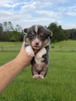 Zuki, a male Pembroke Welsh Corgi for sale in Inverness, FL – 2 of 5