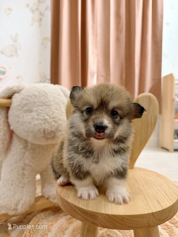 Montana – Pembroke Welsh Corgi puppy for sale in Inverness, FL