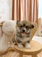 Montana, a female Pembroke Welsh Corgi for sale in Inverness, FL – 1 of 5