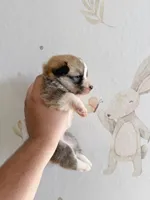 Victoria, a female Pembroke Welsh Corgi for sale in Inverness, FL – 5 of 5