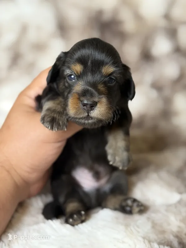 Midnight – Miniature Dachshund puppy for sale in Inverness, FL