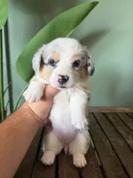 Maple, a female Pembroke Welsh Corgi for sale in Inverness, FL – 6 of 6