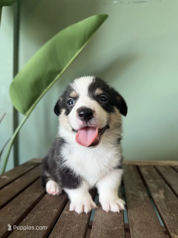 Biscuit – Pembroke Welsh Corgi puppy for sale in Inverness, FL
