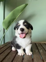 Biscuit, a male Pembroke Welsh Corgi for sale in Inverness, FL – 1 of 6