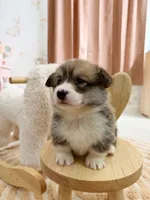 Vermont, a male Pembroke Welsh Corgi for sale in Inverness, FL – 5 of 5