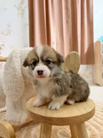 Georgia, a female Pembroke Welsh Corgi for sale in Inverness, FL – 3 of 5
