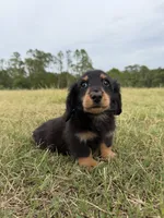 Onyx, a male Miniature Dachshund for sale in Inverness, FL – 3 of 7