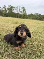 Onyx, a male Miniature Dachshund for sale in Inverness, FL – 2 of 7