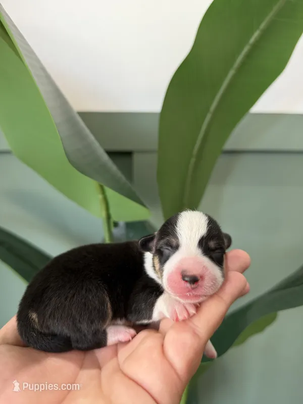 Biscuit – Pembroke Welsh Corgi puppy for sale in Inverness, FL