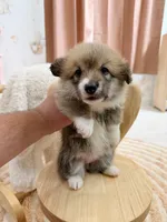 Dakota, a female Pembroke Welsh Corgi for sale in Inverness, FL – 2 of 5