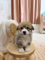 Virginia, a female Pembroke Welsh Corgi for sale in Inverness, FL – 4 of 5