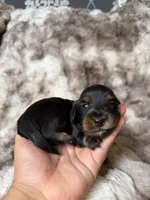 Onyx, a male Miniature Dachshund for sale in Inverness, FL – 2 of 5