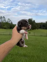 Zuki, a male Pembroke Welsh Corgi for sale in Inverness, FL – 4 of 5