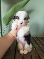 Blueberry, a female Pembroke Welsh Corgi for sale in Inverness, FL – 1 of 6
