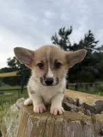 Sterling, a male Pembroke Welsh Corgi for sale in Inverness, FL – 3 of 4