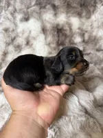 Onyx, a male Miniature Dachshund for sale in Inverness, FL – 5 of 5