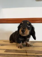 Onyx, a male Miniature Dachshund for sale in Inverness, FL – 5 of 7