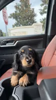 Onyx, a male Miniature Dachshund for sale in Inverness, FL – 7 of 7