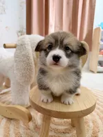 Vermont, a male Pembroke Welsh Corgi for sale in Inverness, FL – 4 of 5