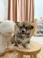 Montana, a female Pembroke Welsh Corgi for sale in Inverness, FL – 4 of 5