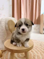 Carolina, a female Pembroke Welsh Corgi for sale in Inverness, FL – 5 of 5
