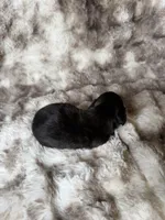 Onyx, a male Miniature Dachshund for sale in Inverness, FL – 4 of 5