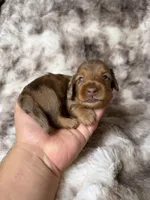 Bloom, a female Miniature Dachshund for sale in Inverness, FL – 1 of 5