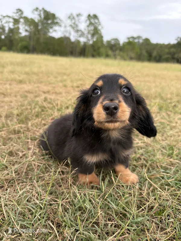 Onyx – Miniature Dachshund puppy for sale in Inverness, FL