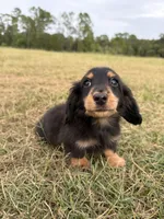 Onyx, a male Miniature Dachshund for sale in Inverness, FL – 1 of 7