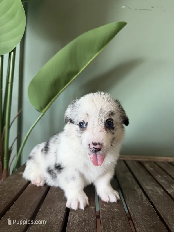 Cookie – Pembroke Welsh Corgi puppy for sale in Inverness, FL