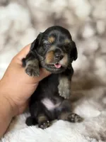Midnight, a male Miniature Dachshund for sale in Inverness, FL – 2 of 5