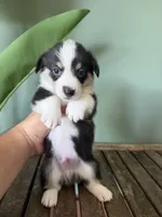 Biscuit, a male Pembroke Welsh Corgi for sale in Inverness, FL – 2 of 6