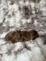 Bloom, a female Miniature Dachshund for sale in Inverness, FL – 2 of 5