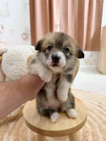 Mary, a female Pembroke Welsh Corgi for sale in Inverness, FL – 2 of 5