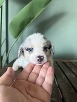 Waffle, a male Pembroke Welsh Corgi for sale in Inverness, FL – 4 of 6