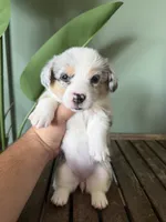 Maple, a female Pembroke Welsh Corgi for sale in Inverness, FL – 2 of 6