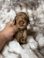 Bloom, a female Miniature Dachshund for sale in Inverness, FL – 3 of 5