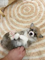 Virginia, a female Pembroke Welsh Corgi for sale in Inverness, FL – 3 of 5