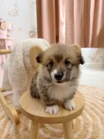 Dakota, a female Pembroke Welsh Corgi for sale in Inverness, FL – 4 of 5