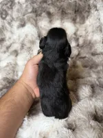 Midnight, a male Miniature Dachshund for sale in Inverness, FL – 5 of 5