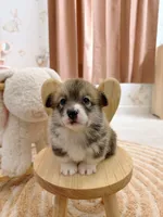 Mary, a female Pembroke Welsh Corgi for sale in Inverness, FL – 4 of 5
