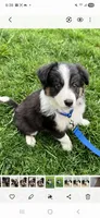 Bullet, a male Border Collie for sale in Dallastown, PA – 1 of 1
