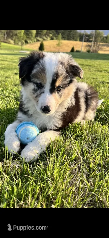 Bowie – Border Collie puppy for sale in Dallastown, PA