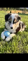 Bowie, a male Border Collie for sale in Dallastown, PA – 1 of 1