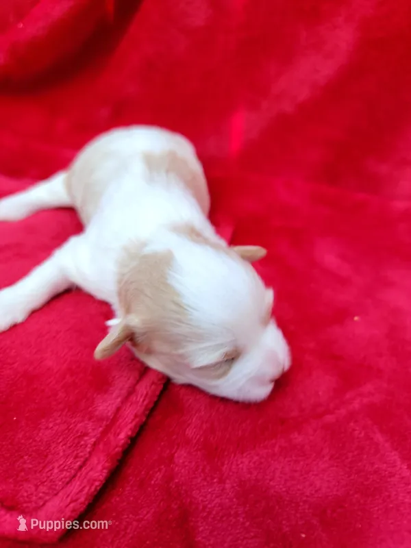 Lola  – Havanese puppy for sale in North Port, FL