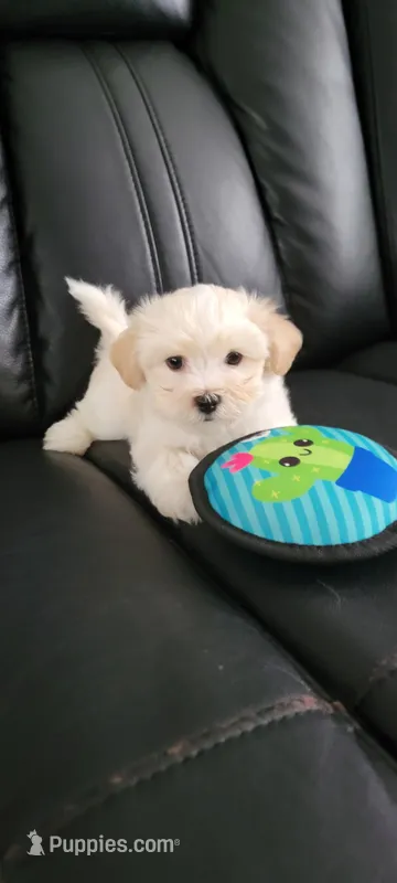 Milo – Havanese puppy for sale in North Port, FL