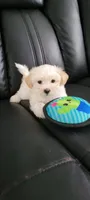 Milo, a male Havanese for sale in North Port, FL – 1 of 3